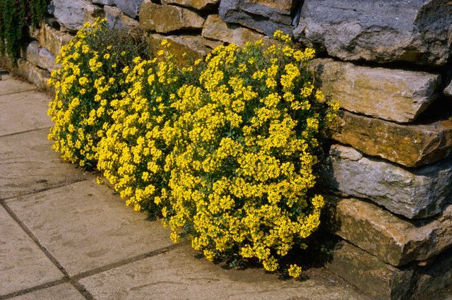 alyssum montatum