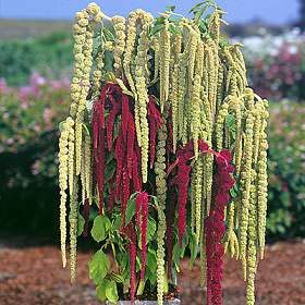 amaranthus caudatus