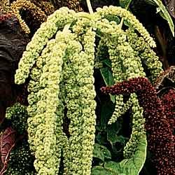 amaranthus galben