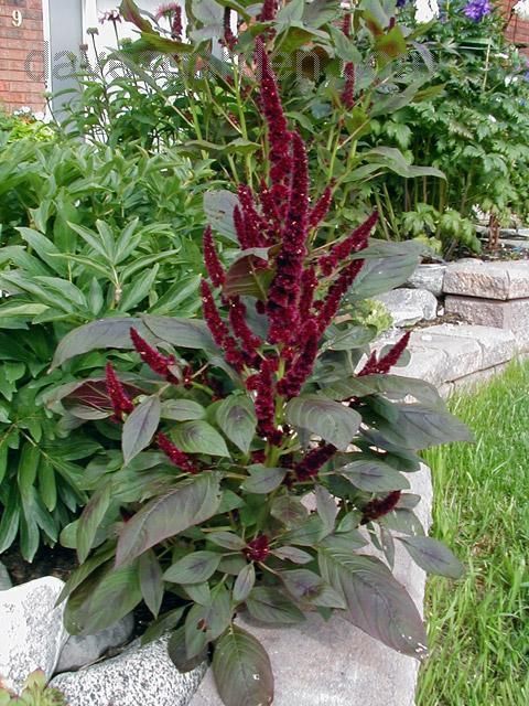 amaranthus hypochondriacus