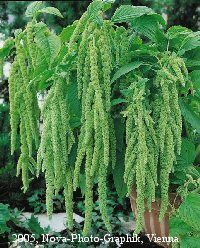 amaranthus verde