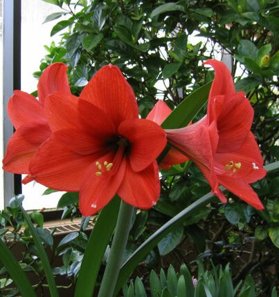 amaryllis rosu 3