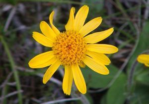 Arnica