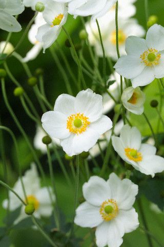 anemone japoneze