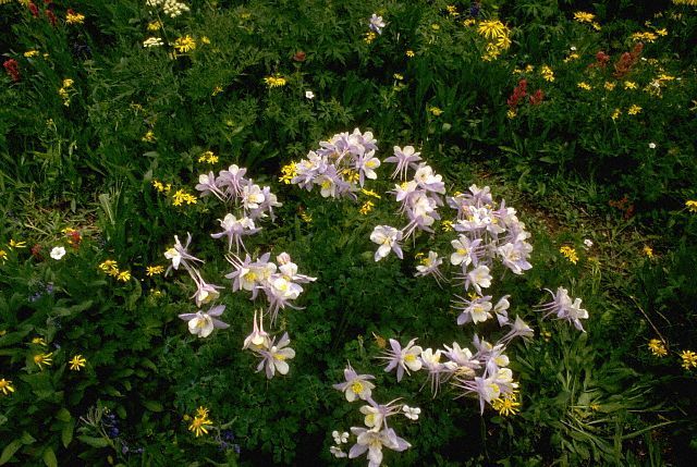 aquilegia (caldarusa) in gradina