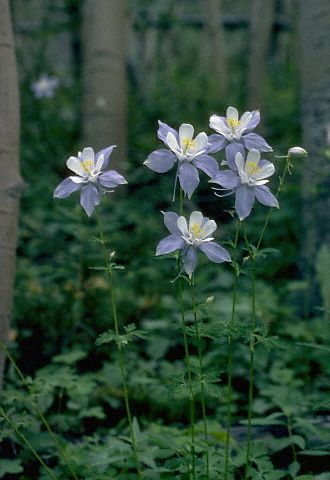 aquilegia bicolora