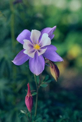 aquilegia bicolora 2