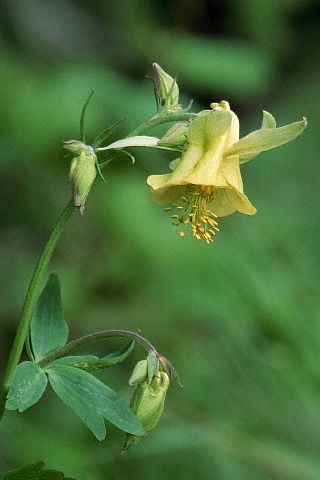 aquilegia galbena