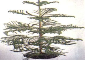 arucaria