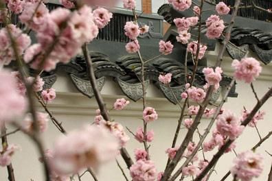 blossoms and roof tiles