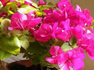 BougainvilleaB