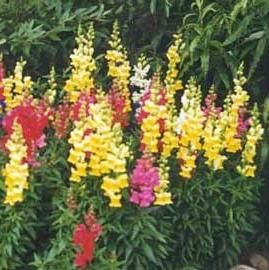 C. Gura leului (Antirrhinum majus)