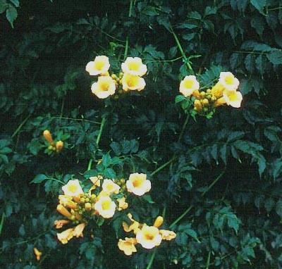 campsis radicans flava