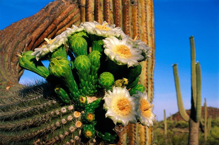 coloanele de interior