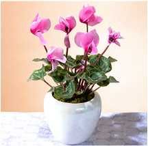 cyclamen