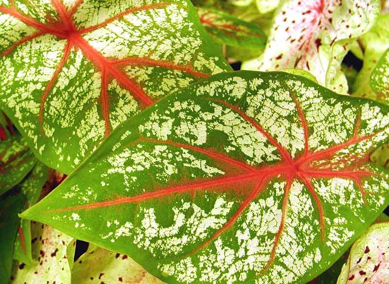 caladium (verde cu rosu)