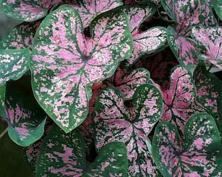 caladium (verde cu roz)