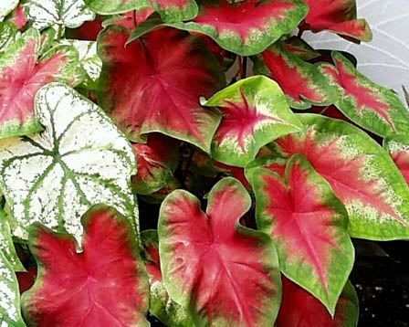 caladium (rosu cu verde)