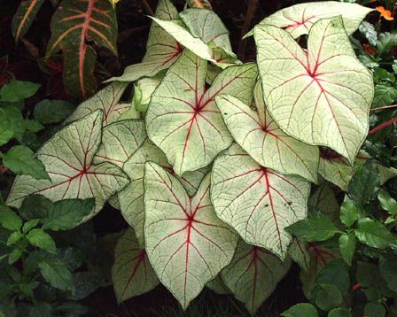 caladium