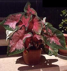 caladium