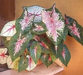 caladium