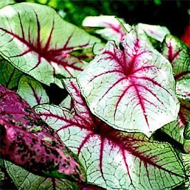 caladium (verde deschis cu purpuriu)