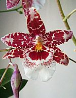 orhidee cambria (1)