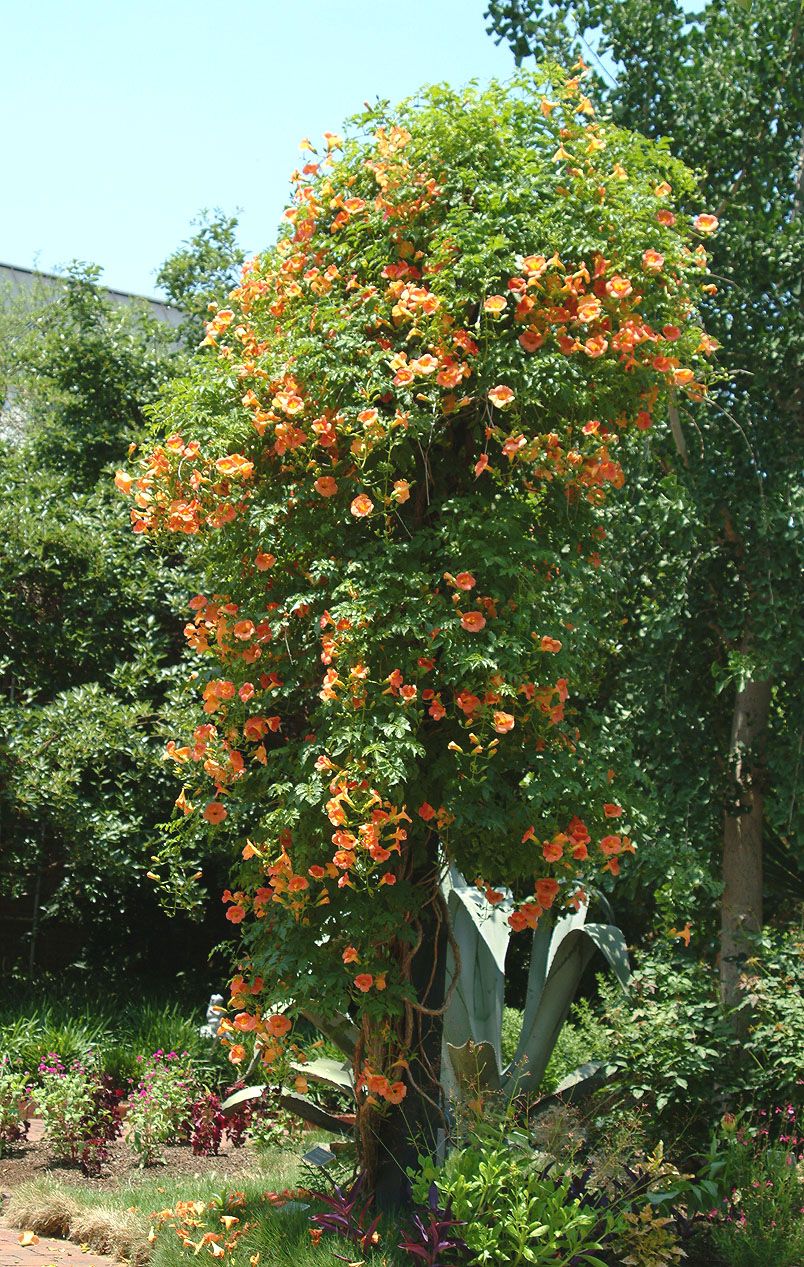 campsis radicans 2