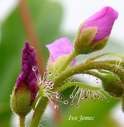 floare de Drosera capensis