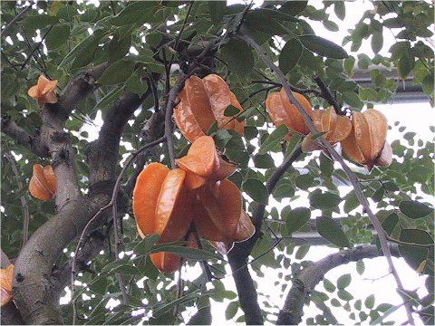 carambola 1
