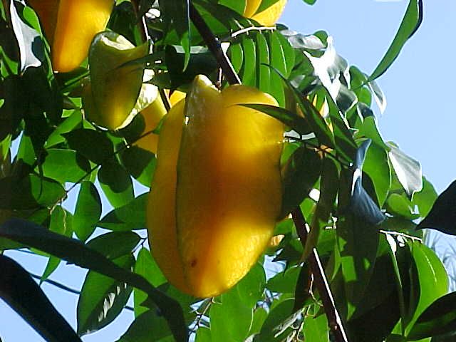 carambola 3