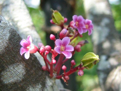 carambola flowers