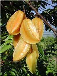 carambola 2