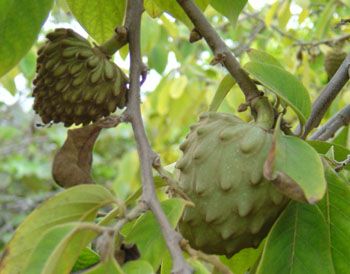 cherimoya 1