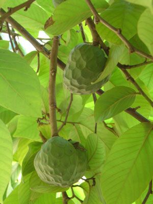 cherimoya 4