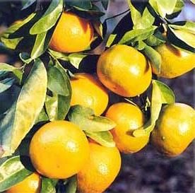 mandarine in copac