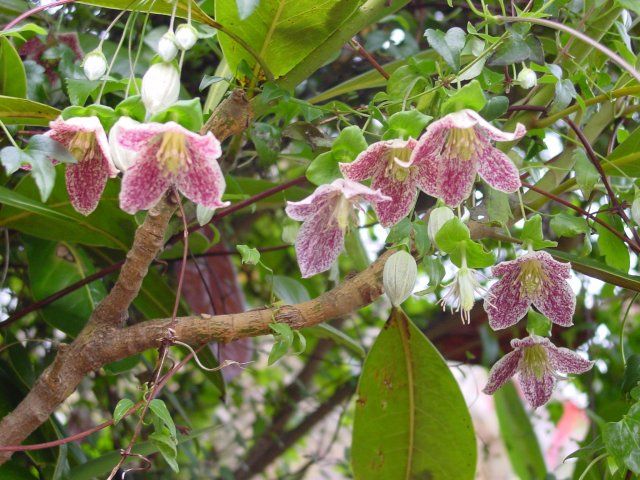 Clematis cirrhosa var. purpurascens