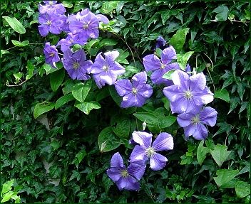 clematis (c)