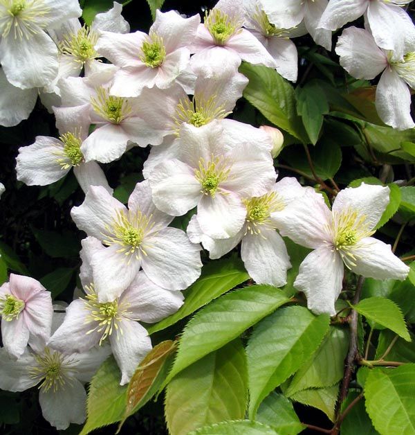 clematis prunus 