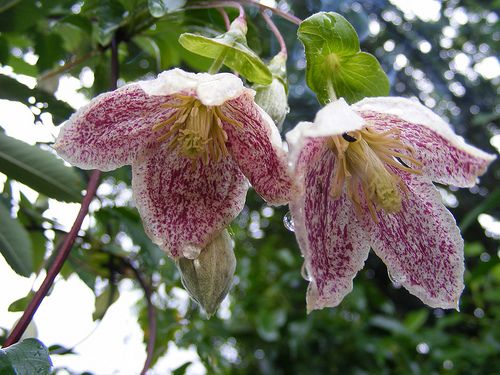 clematis