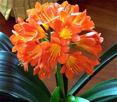 Clivia