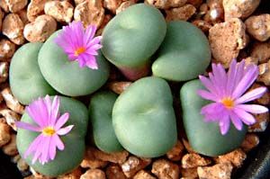 lithops