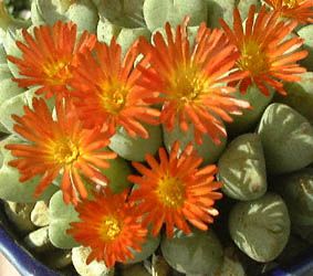 lithops