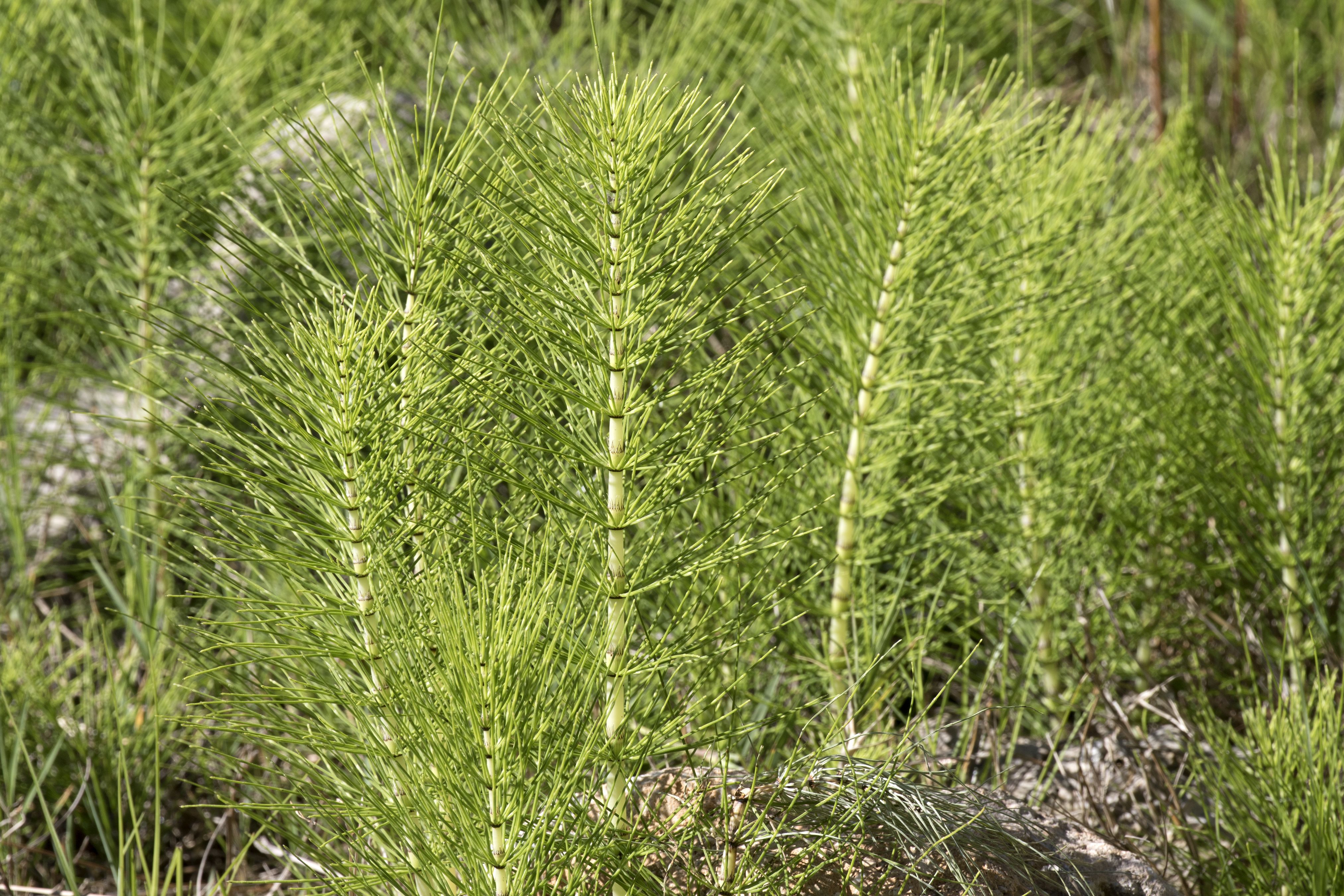 Ceai pentru Slabit AdNatura, 50 g