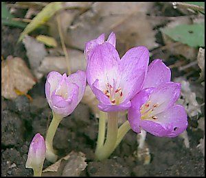 colchicums