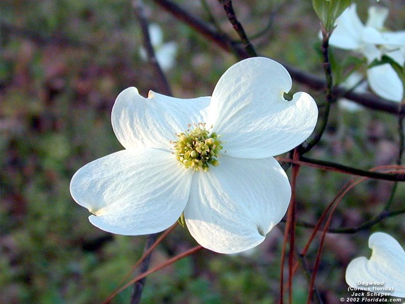 floare de Cornus florida