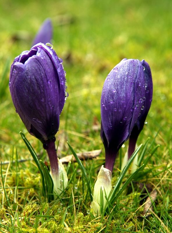 plante perene - boboci de crocus