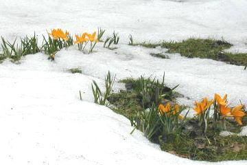 crocus toamna tarziu