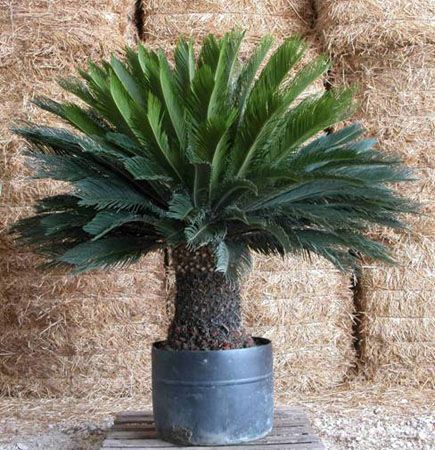 cycas