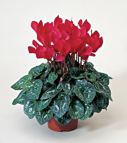 cyclamen